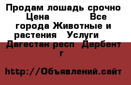 Продам лошадь срочно › Цена ­ 30 000 - Все города Животные и растения » Услуги   . Дагестан респ.,Дербент г.